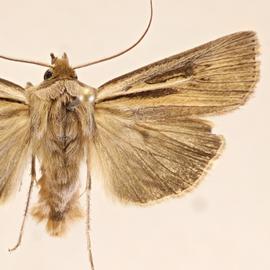  Agrotis dislocata , adult male